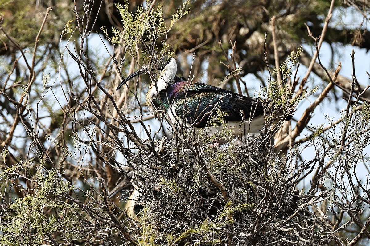 Straw-necked Ibis - ML642048464