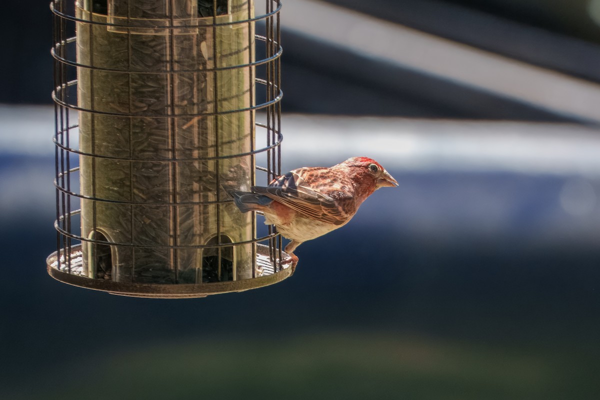 Cassin's Finch - ML642048465