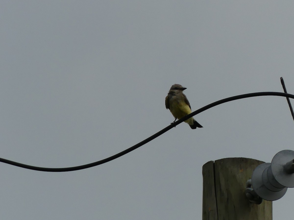 Western Kingbird - ML642048466