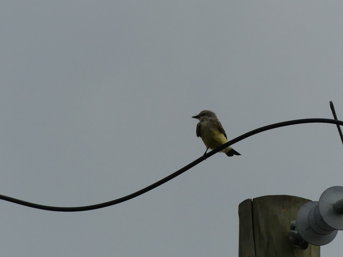 Western Kingbird - ML642048467