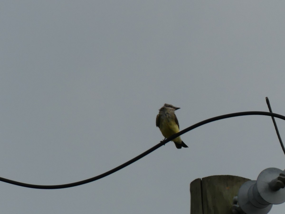 Western Kingbird - ML642048468
