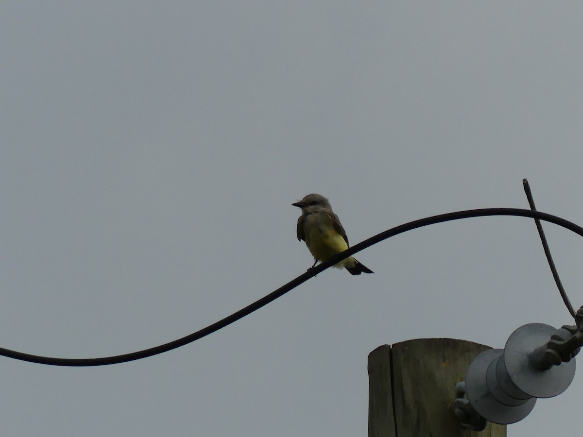 Western Kingbird - ML642048469