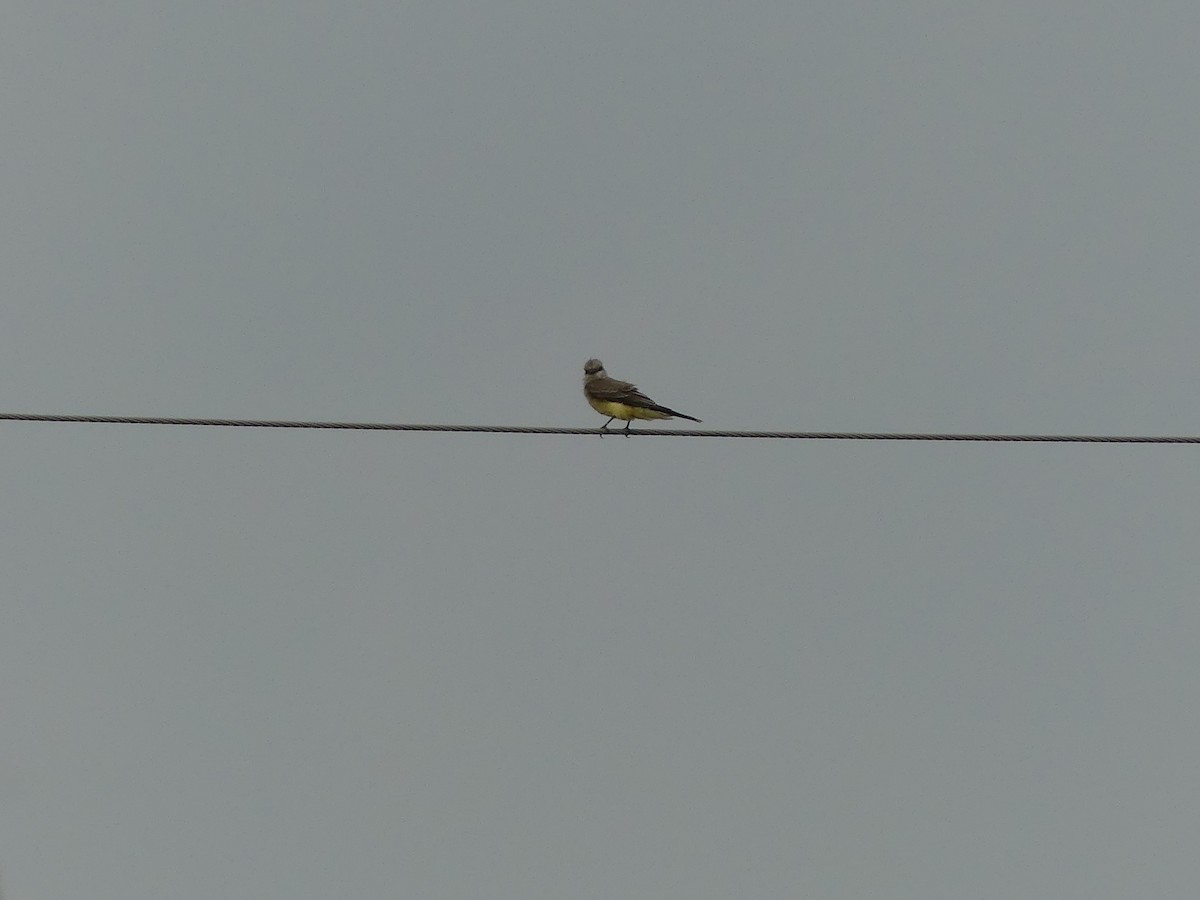 Western Kingbird - ML642048470