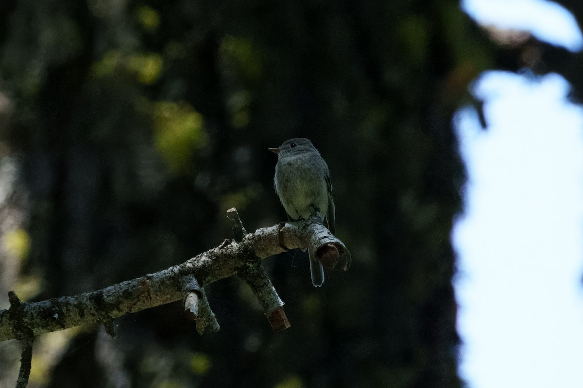Dusky Flycatcher - ML642048476