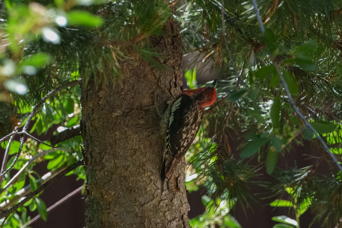 Red-breasted Sapsucker - ML642048479