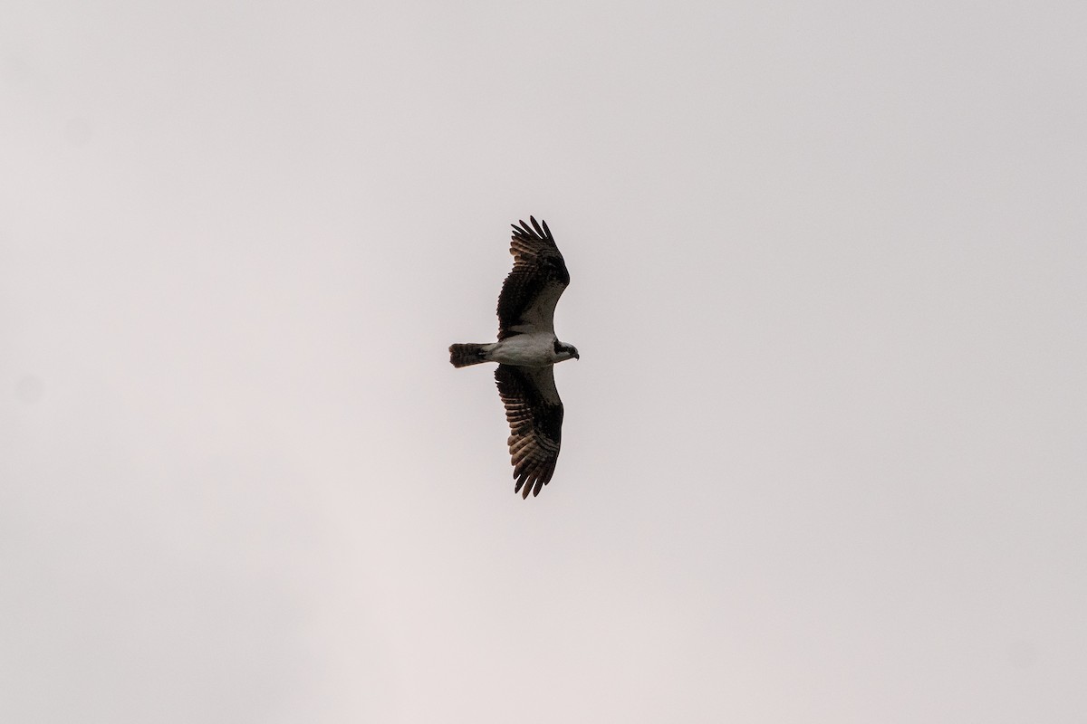 Osprey - ML642048480