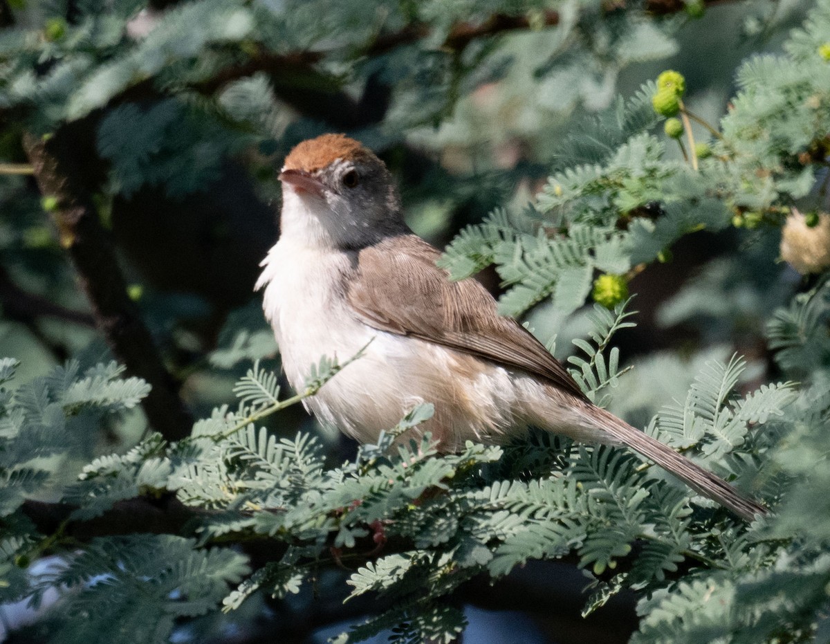 Rufous-fronted Prinia - ML642048483