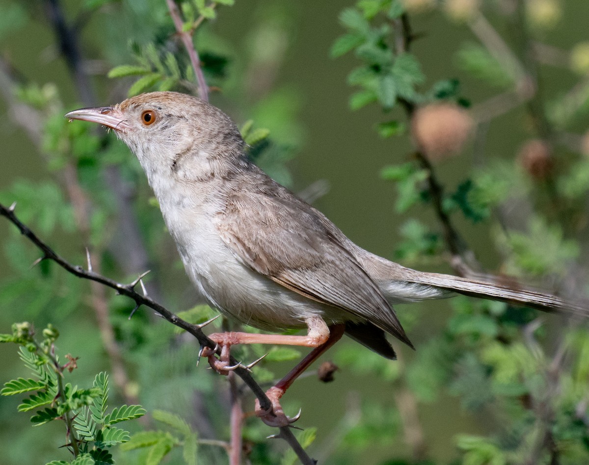 Rufous-fronted Prinia - ML642048484