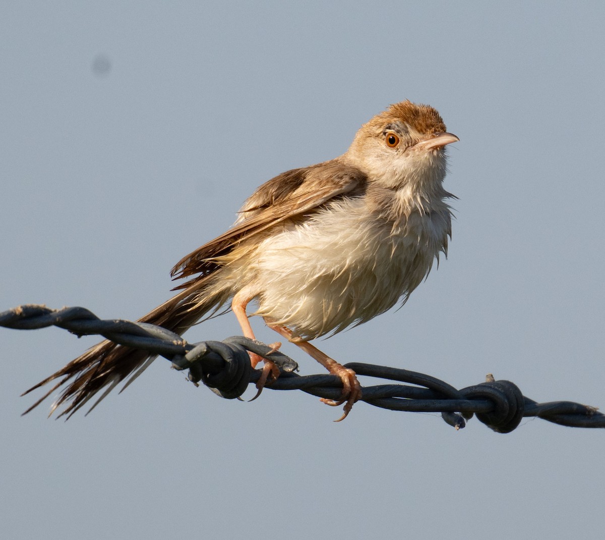 Rufous-fronted Prinia - ML642048486