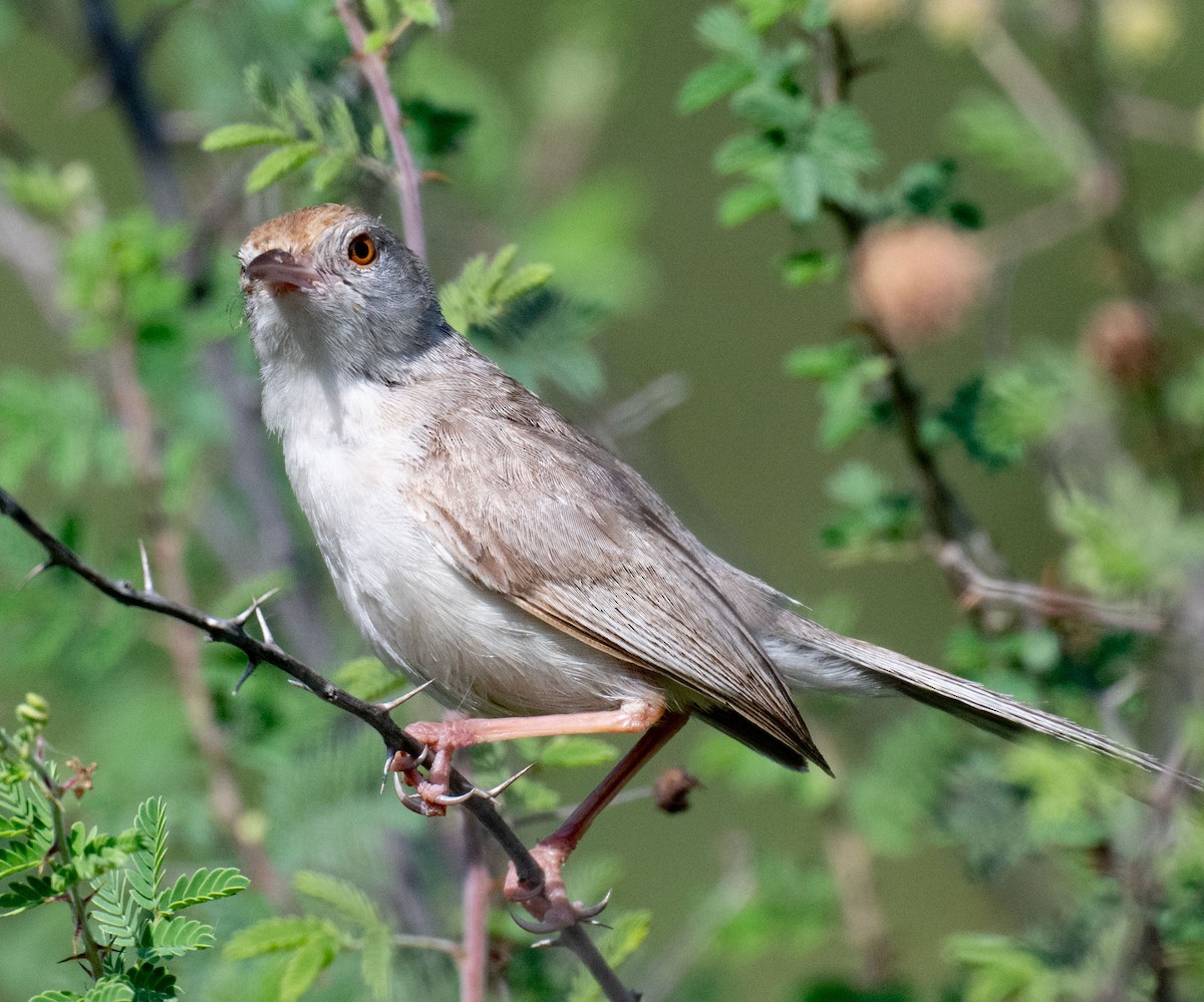 Rufous-fronted Prinia - ML642048487