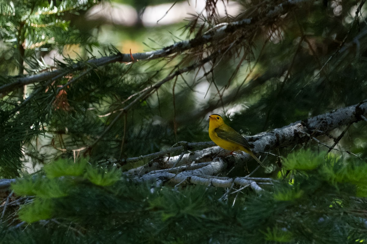 Wilson's Warbler - ML642048495