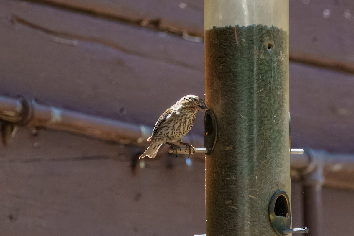 Cassin's Finch - ML642048496