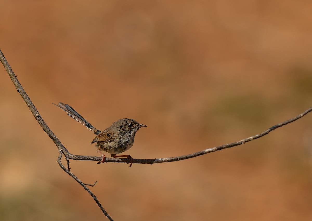Red-backed Fairywren - ML642048499