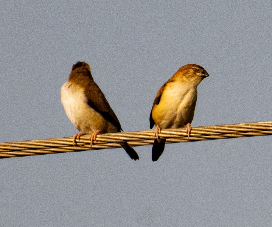 Indian Silverbill - ML642048508