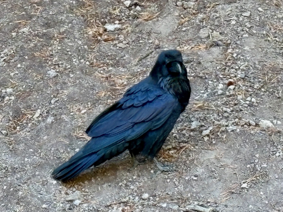 ravn - ML642048509