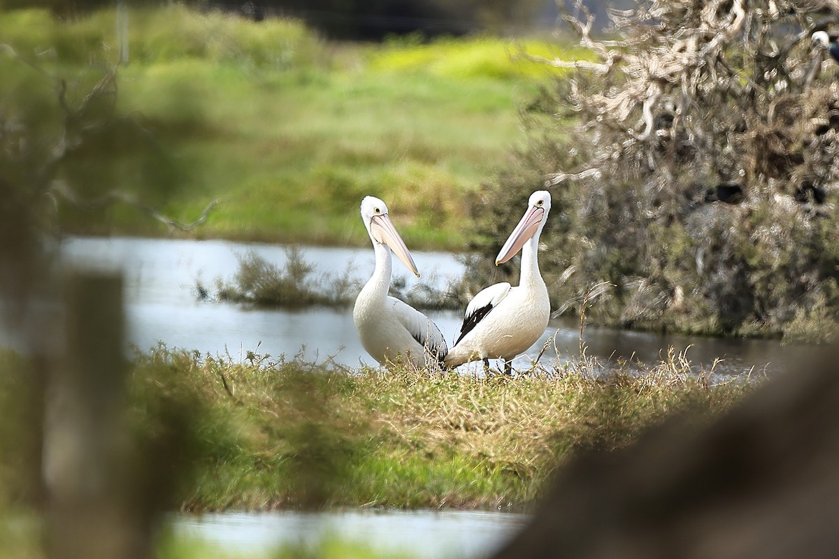 Australian Pelican - ML642048511