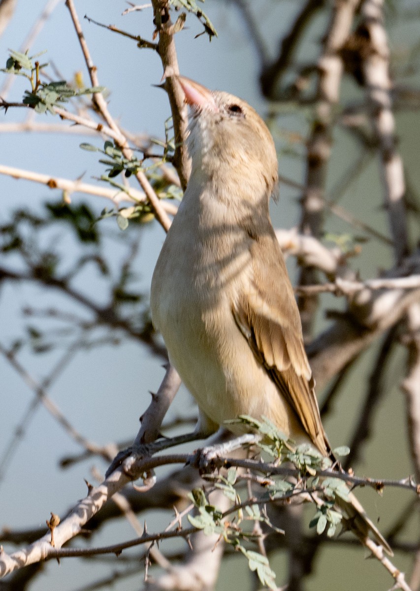 Yellow-throated Sparrow - ML642048520