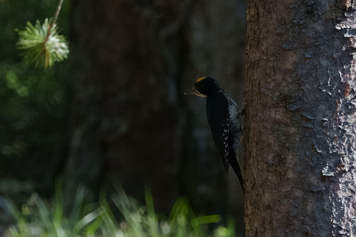 Black-backed Woodpecker - ML642048537