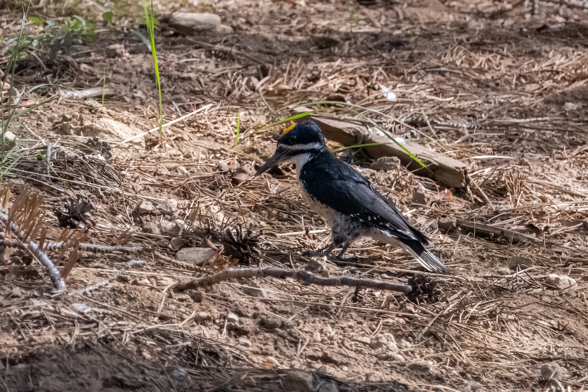 Black-backed Woodpecker - ML642048538