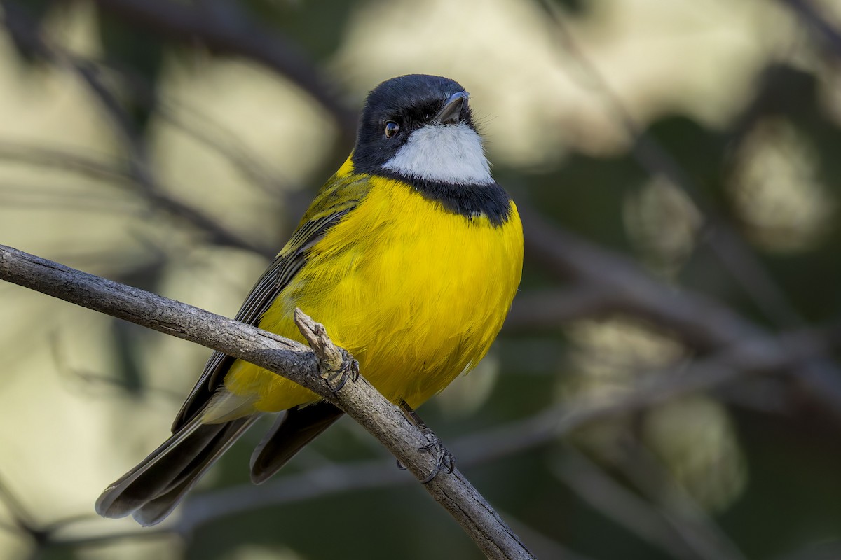 Golden Whistler - ML642048559
