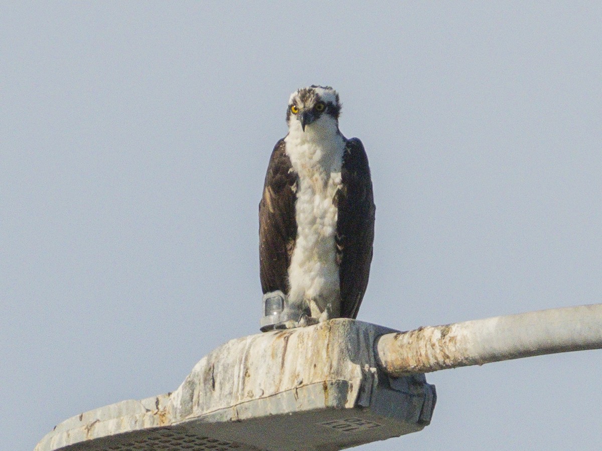 Osprey - ML642048560