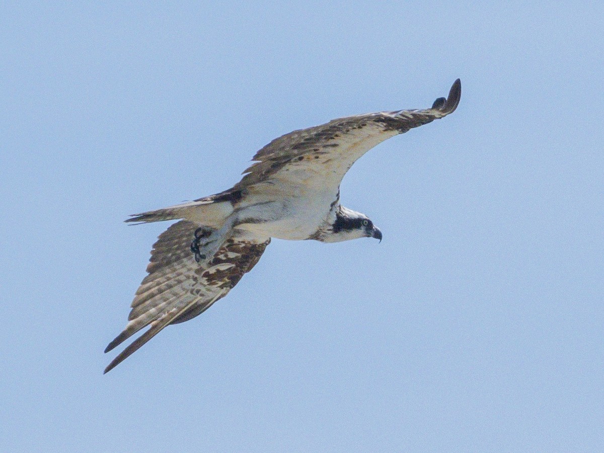 Osprey - ML642048561