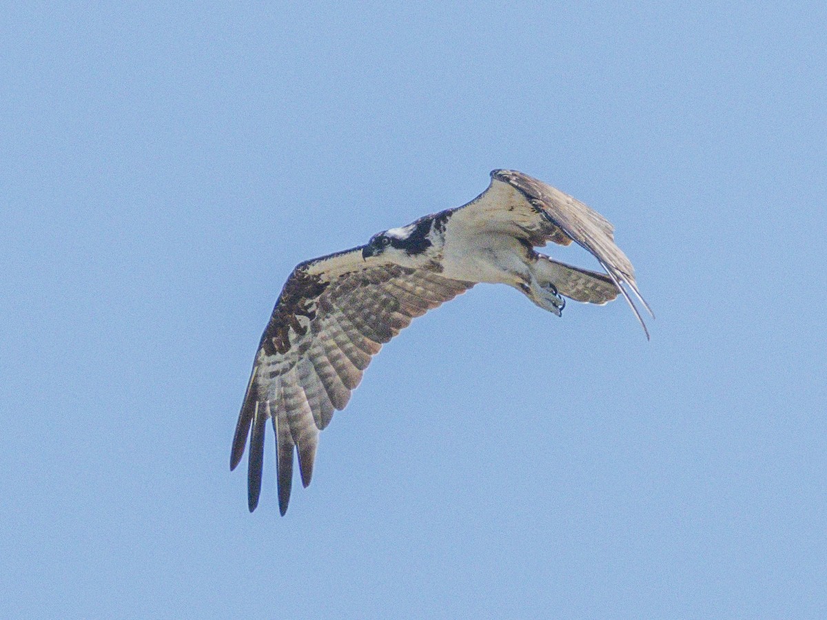 Osprey - ML642048562