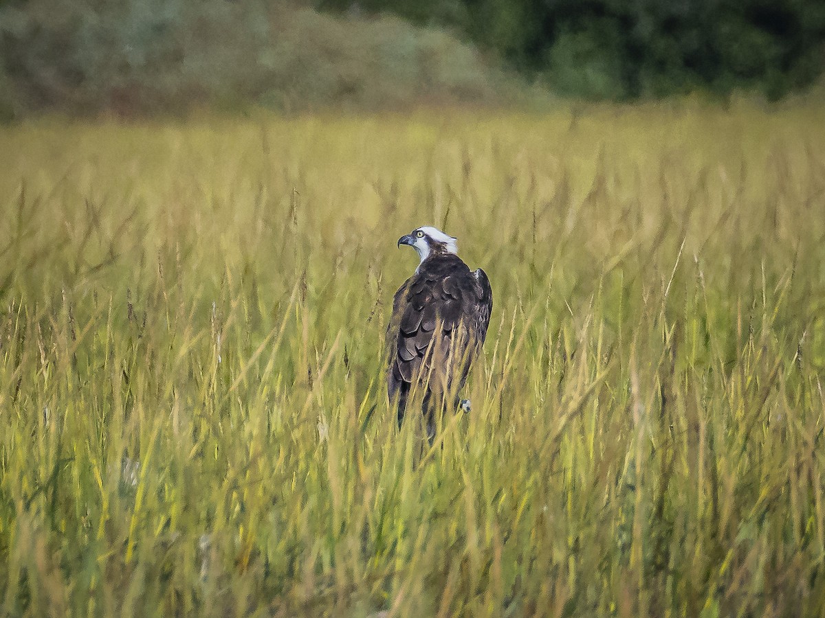 Osprey - ML642048563
