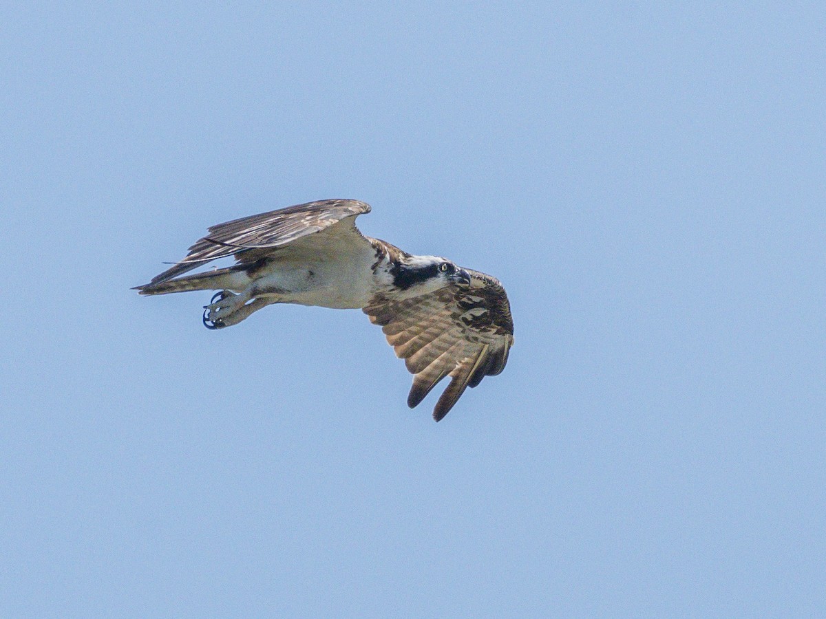 Osprey - ML642048564