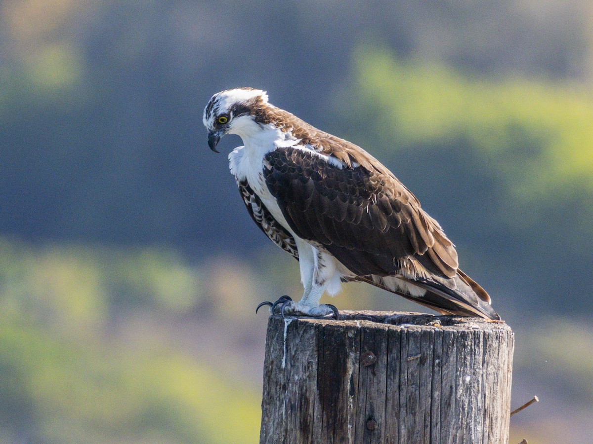 Osprey - ML642048565
