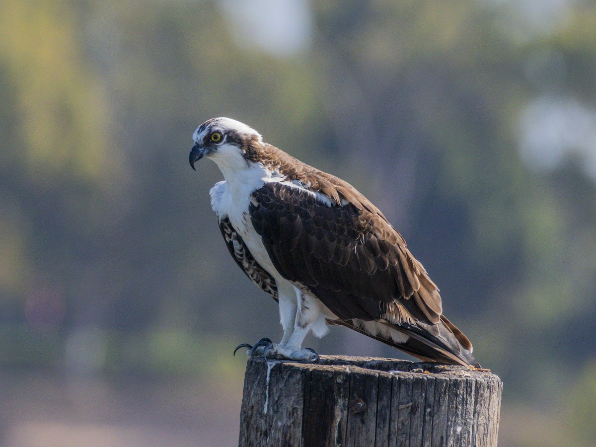 Osprey - ML642048566