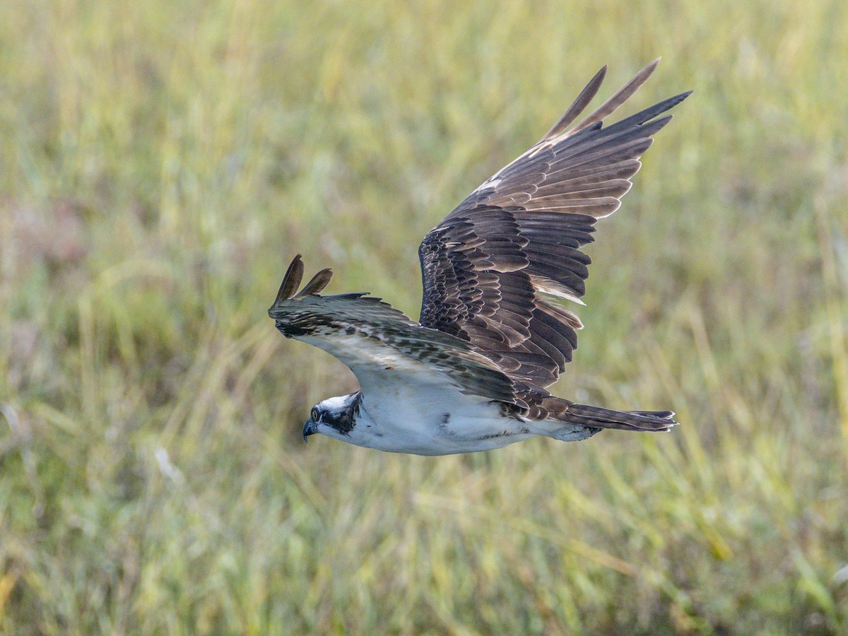 Osprey - ML642048567