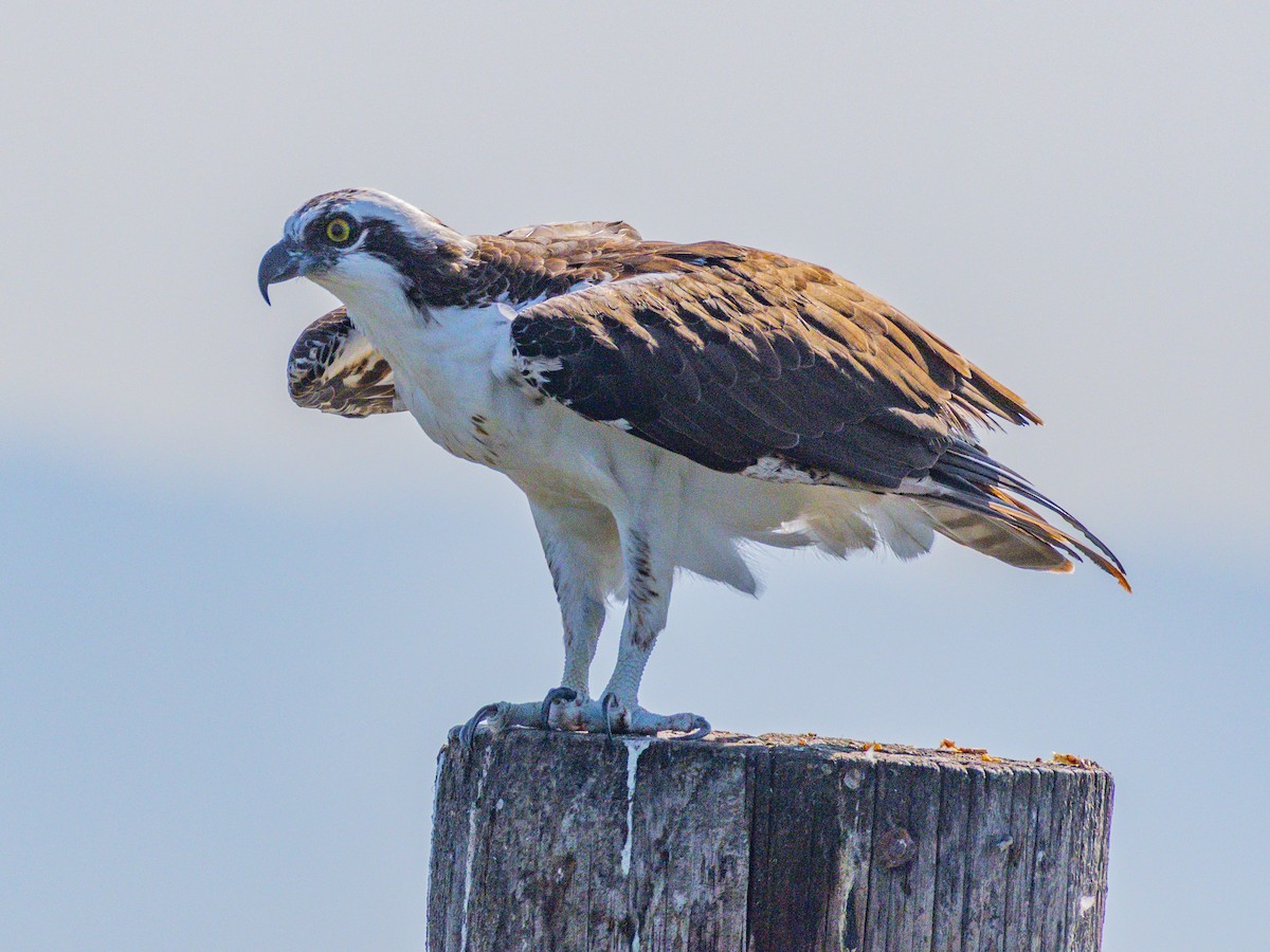 Osprey - ML642048568