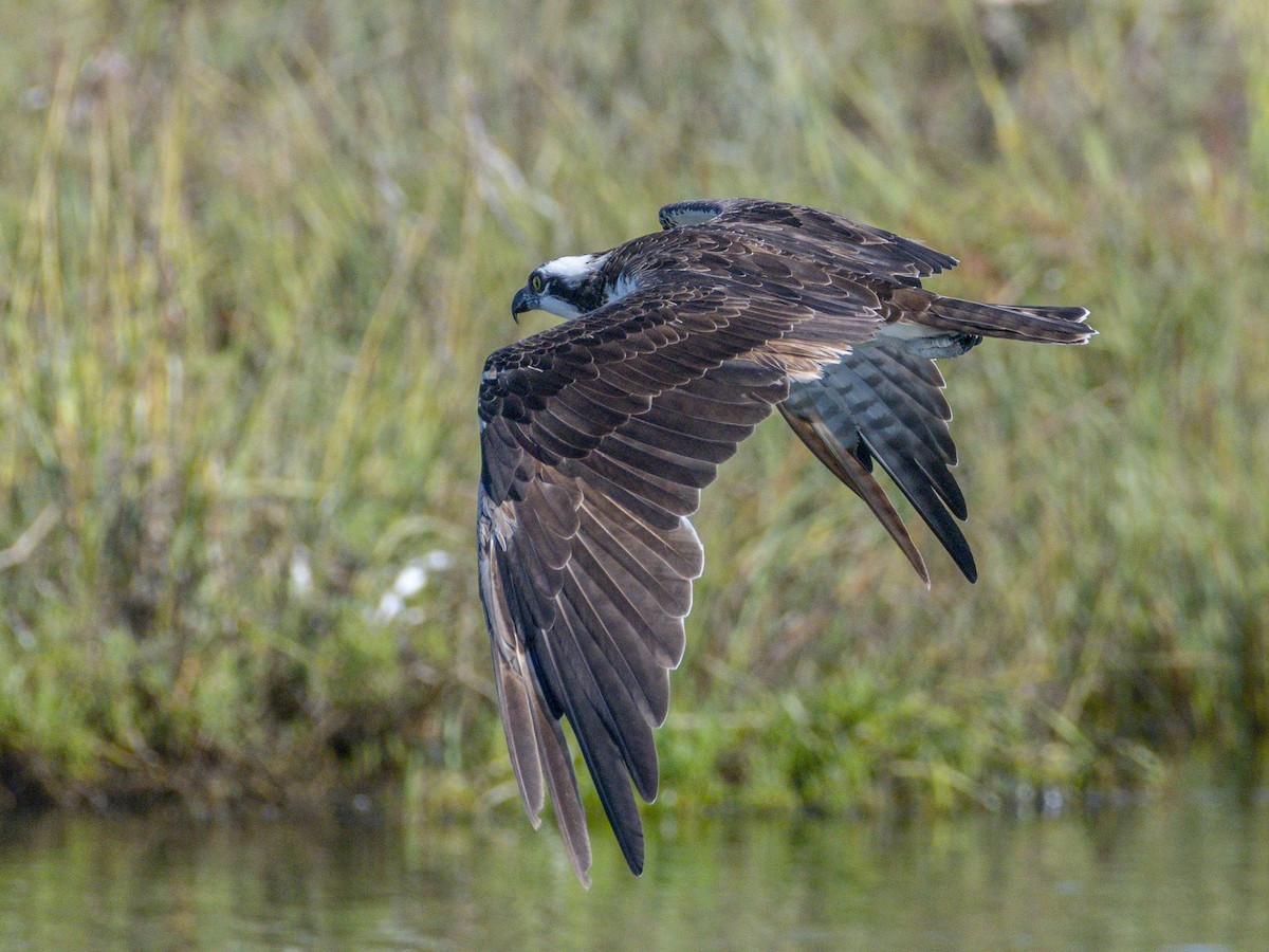 Osprey - ML642048569