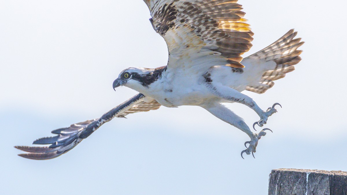 Osprey - ML642048570