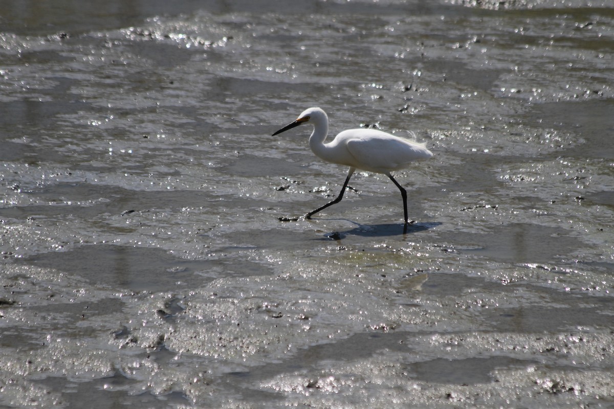 Snowy Egret - ML642048572