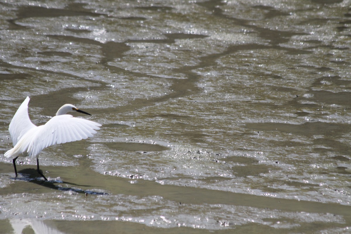 Snowy Egret - ML642048573