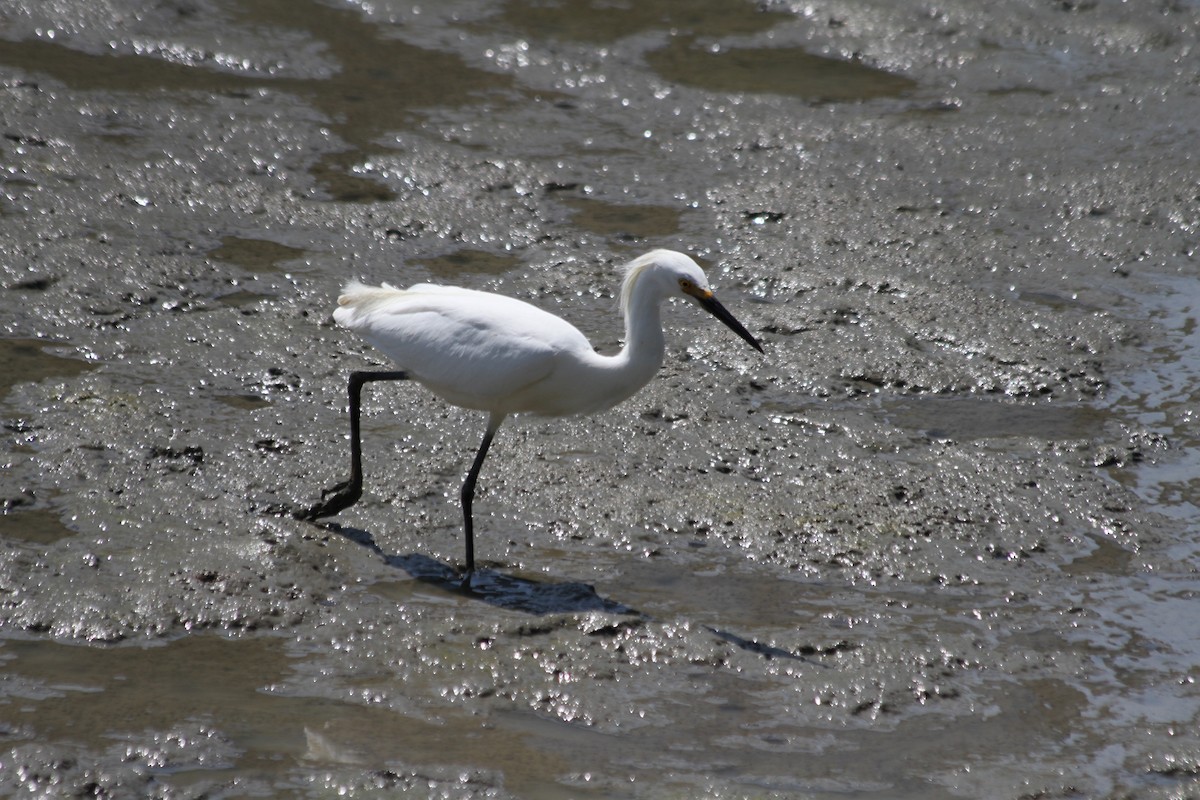 Snowy Egret - ML642048574