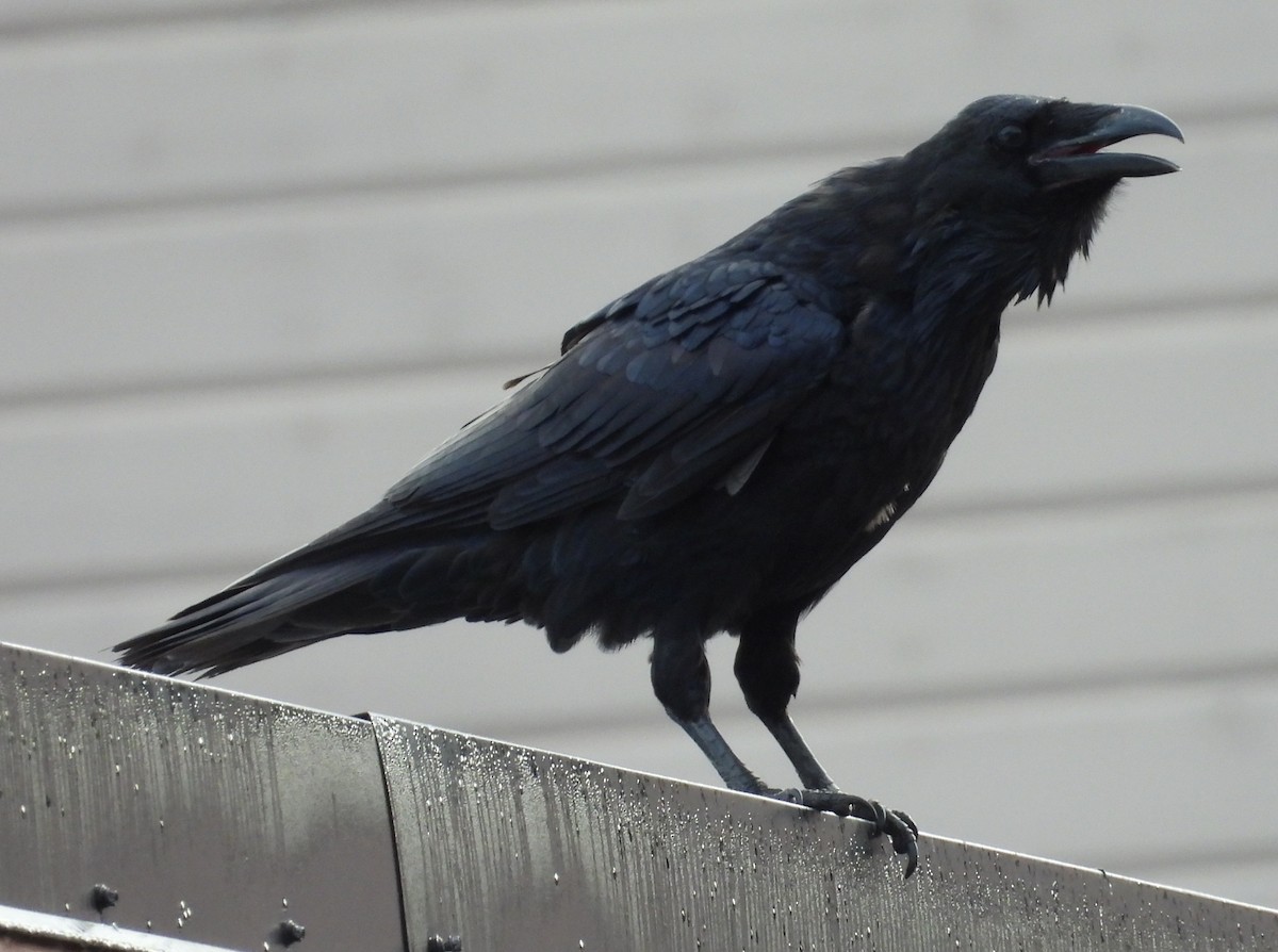 ravn - ML642048575