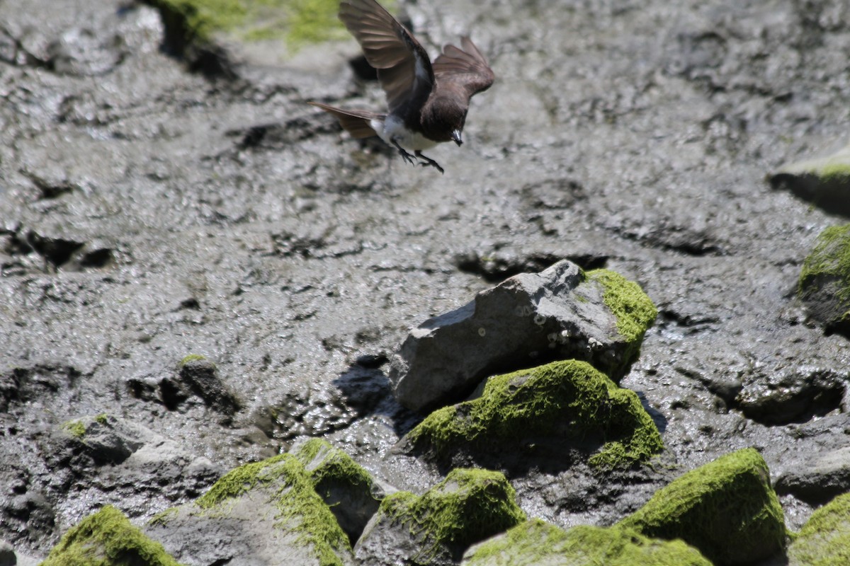 Black Phoebe - ML642048577