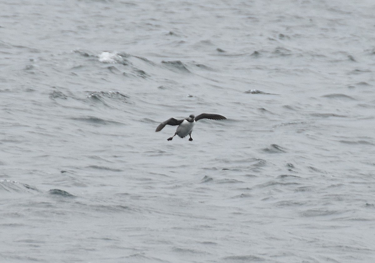 Common Murre - ML642048586