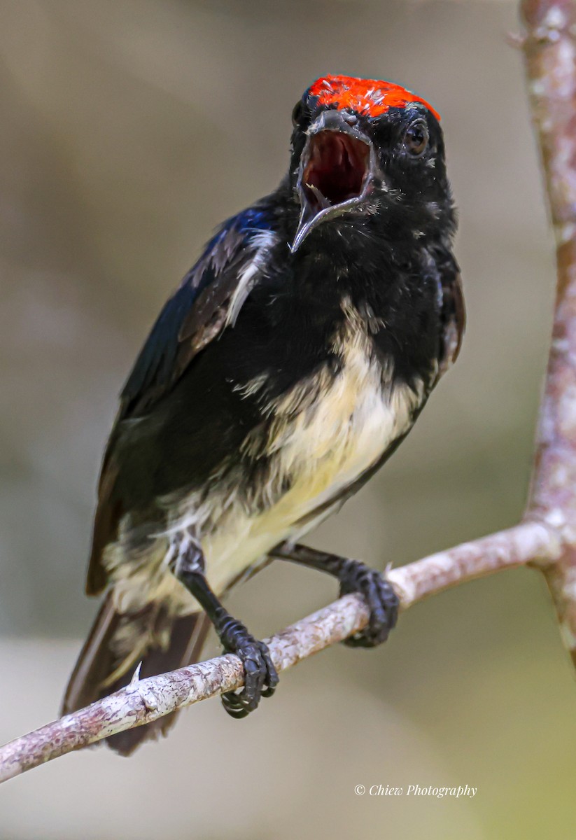 Scarlet-backed Flowerpecker - ML642048587