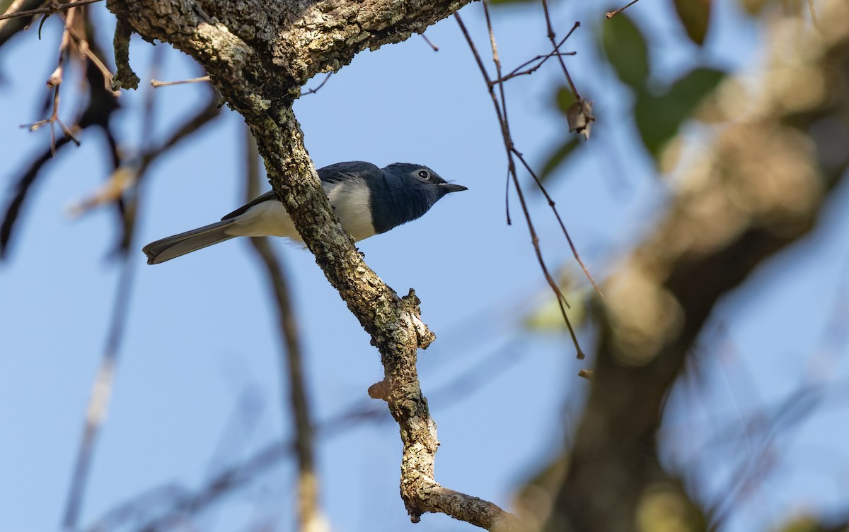 Leaden Flycatcher - ML642048589