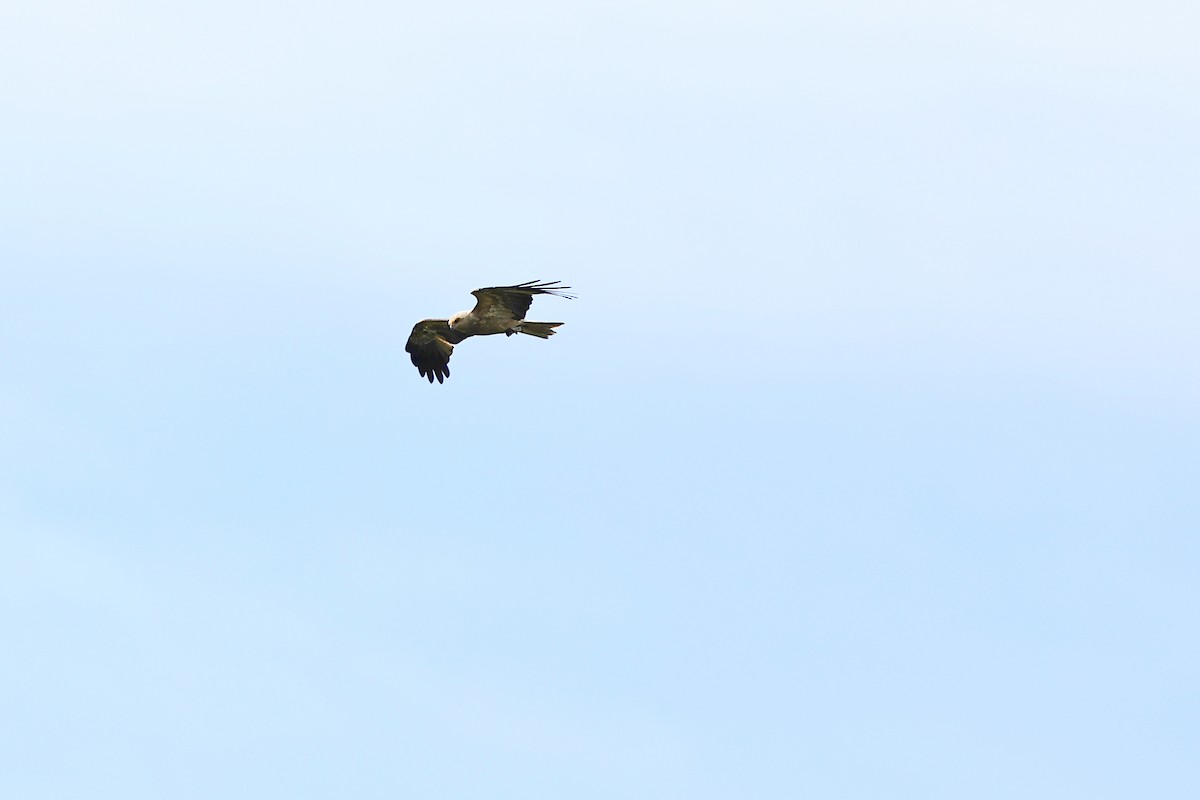 Whistling Kite - ML642048591