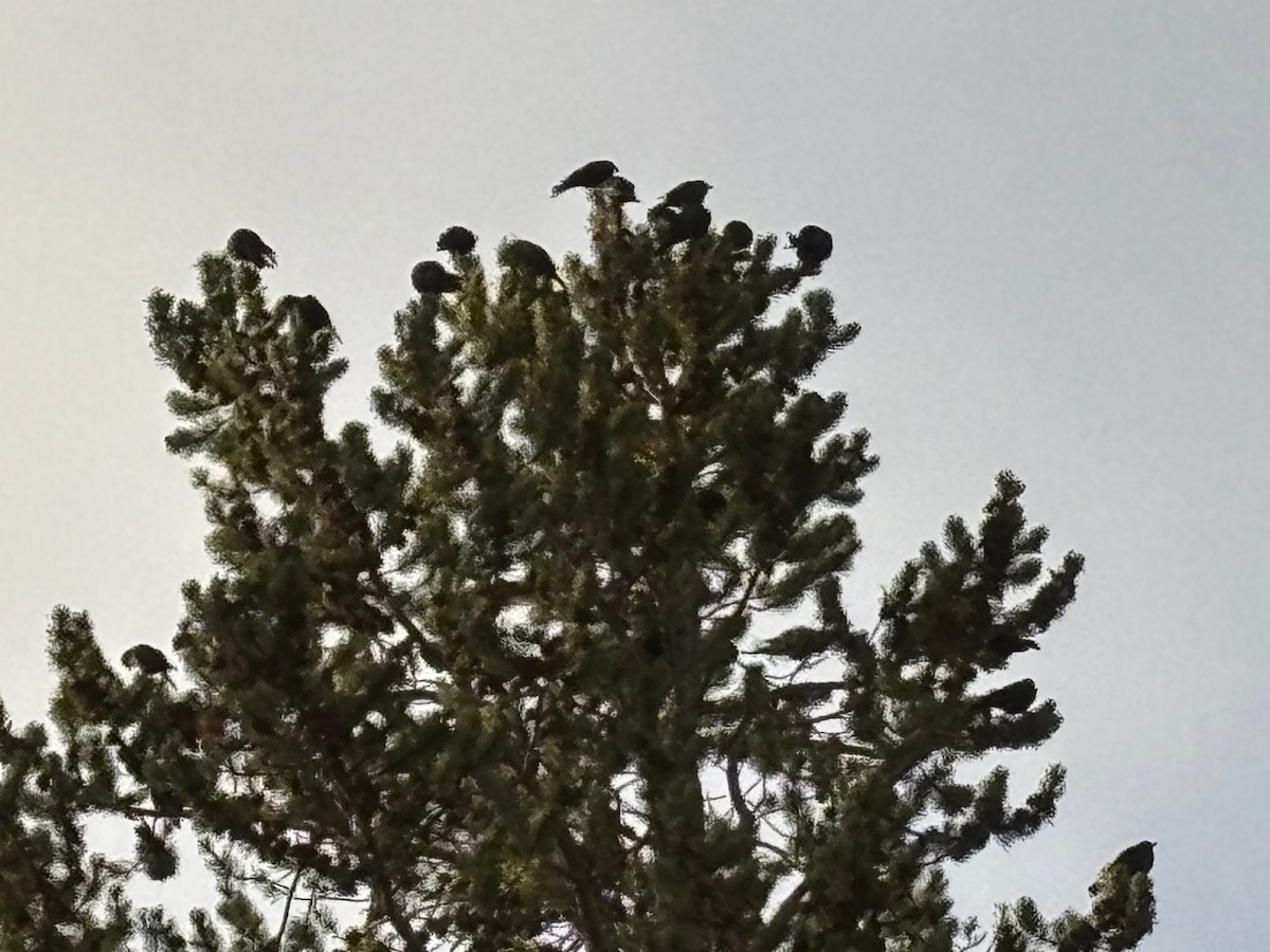 Brown-headed Cowbird - ML642048595