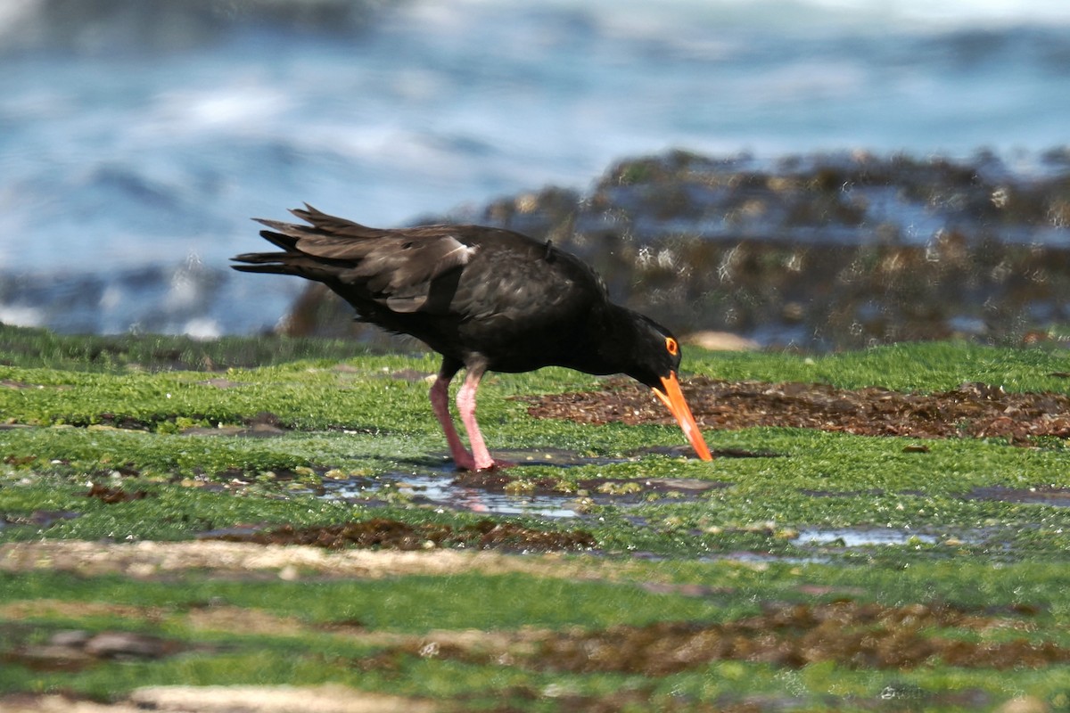 Sooty Oystercatcher - ML642048601