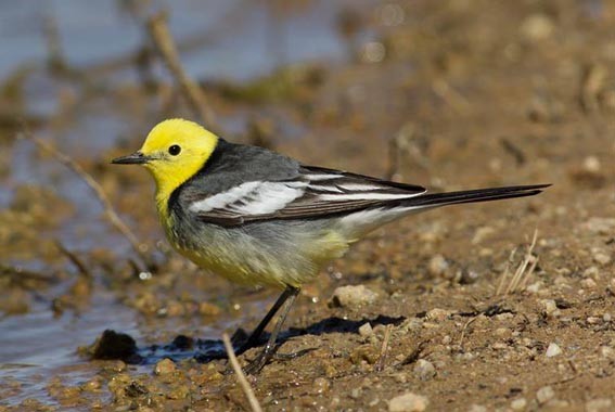 Citrine Wagtail - ML642048604
