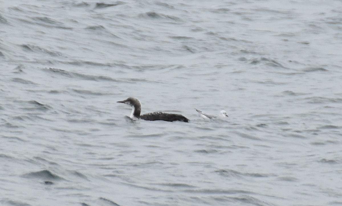 Pacific Loon - ML642048615