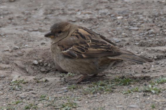 House Sparrow - ML642048616