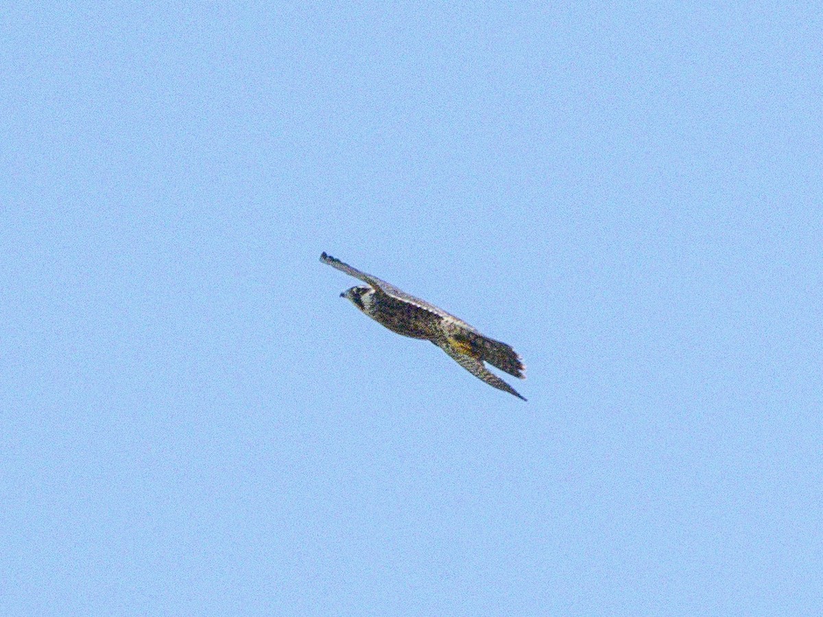 בז נודד - ML642048629